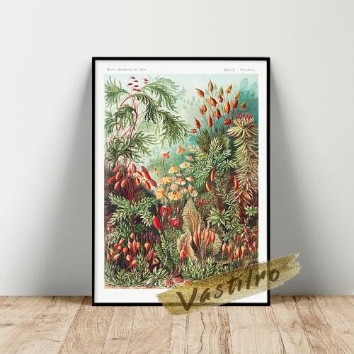 Ernst Haeckel Poster, Kunstformen Der Natur Illustration, Haeckel Botany Muscinae Laubmoose Prints, Vintage Plant Wall Painting