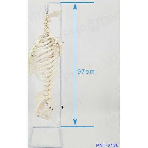 Human spine mode lspine skeleton spine 1:1 cervical vertebra rib pelvis model