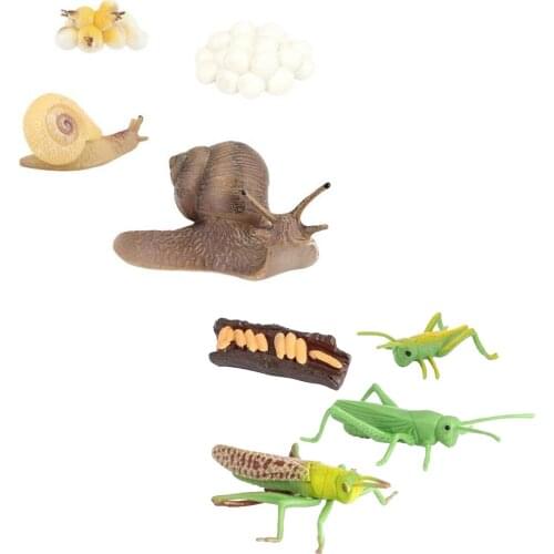 2 set Plastic Growth Life Cycle Playset Educational Cognitive Classroom Toys