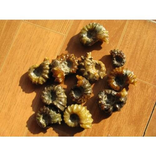 11 Rare Polished "Goat Horn" Douvilleiceras Ammonite Fossil