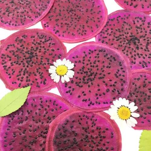 5pcs Dried Pressed Hylocereus Undatus Red 'Foo-Lon' Slice Fruit Plant Herbarium For Jewelry Photo Frame Phone Case Bookmark DIY