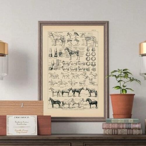 Vintage French Horse Anatomy Chart Prints Biology Wall Art Decor , Horse Illustration Animal Poster Canvas Painting Office Decor