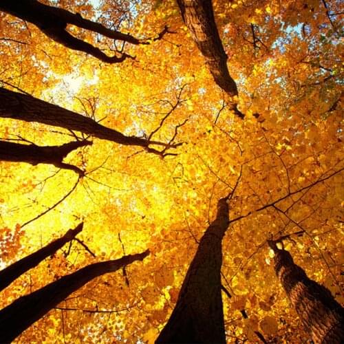 DIY 5D Diamond Painting Landscape Tree Cross Stitch Kit Full Square Round Embroidery Mosaic Art Picture of Rhinestones Decor