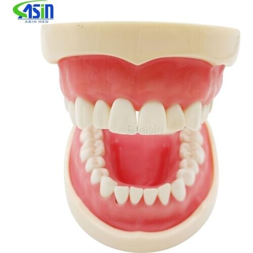 Good quality Standard tooth Model 28pcs Teeth Soft Gum Screw fixed DP Articulator children Dentist student learning mode