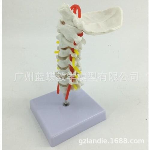 1:1 Life Size Human Cervical vertebra Carotid Artery Model Occipital Human Skeleton Anatomy Model Medical Supplies