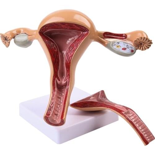 Uterus model Ovary Vagina Female internal and external reproductive organ model Reproductive gynecology medical teaching