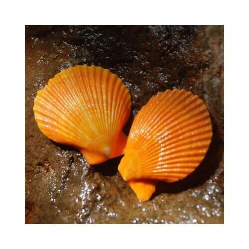 Orange scallop natural sea shell fish tank decoration diy wedding wall stickers picture frame shell diy