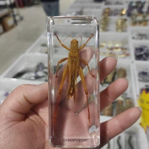 1pcs Varied Scarab Specimen insect In Clear Resin Educational Explore Instrument School Teaching Supplies