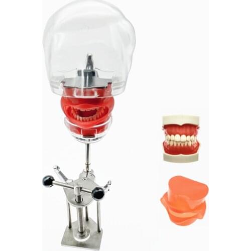 Dental Head Model Dental simulator manikin phantom with new style bench mount for Students Training Head Model