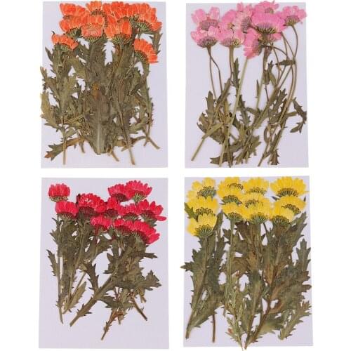 12 Bunch Pressed Real Dried Flower Leaves for Phone Case Card Decoration DIY