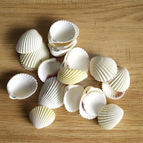 20Pcs Scallop hole conch Shell Natural Seashell from Sea Beach Mixed Colorful Large Shell With Holes for DIY Art Craft Decor
