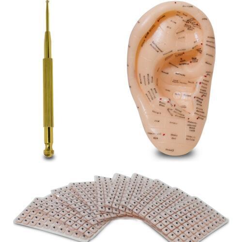 English ear press seed Auricular Vaccaria seed with ear probe 600pcs paste 17cm Silica gel ear model