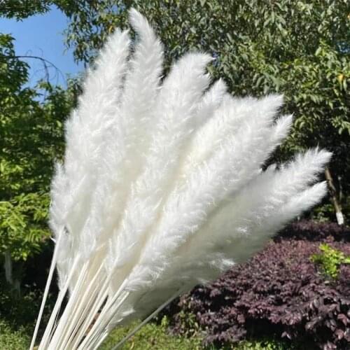 15Pcs/Lot White Pampas Grass Artificial Natural Dried Flower Bouquet Decor Black Real Plants Trawa Pampasowa Home Decor