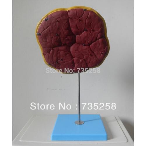 Human Placenta Umbilical Cord Anatomical Model