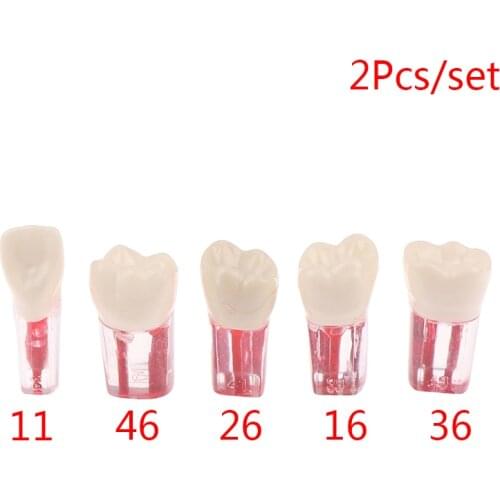 2Pieces/Lot Dental Endo Blocks Root Canal FIles Practice Curved Red Pulp Dentist Studing