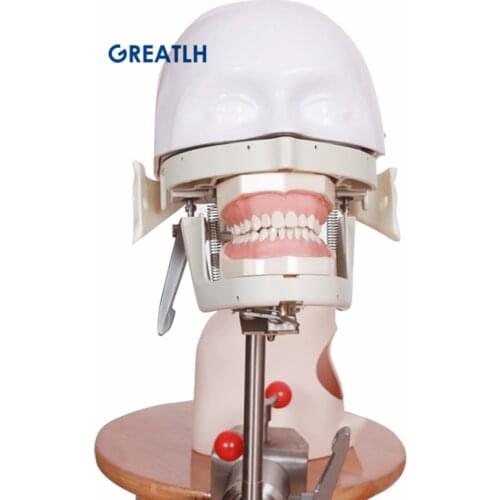 Dental Manikins Phantom Model Dental Head Model Training Simulator Practise teeth model for Dental Teaching Model