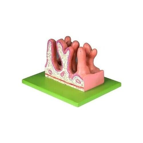Jejunal inside enlargement model Mucosal epithelium of gastrointestinal villi 400X 13*16*8.5cm free shipping