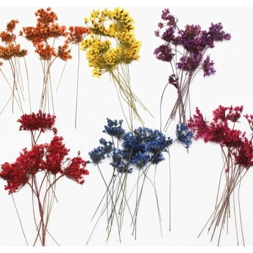 Lace Flower Snow Beads Flower Dried Flower Pressed Flower DIY Handmade Material Package