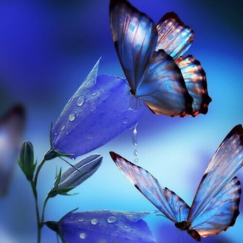 Butterfly Good quality DIY diamond painting by numbers for adults