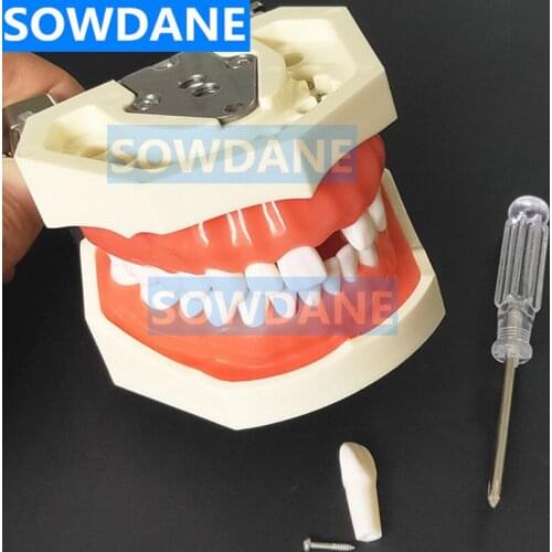 High Quality Model Dental Universal Plate Type Removable Teeth Soft Gum Study Tooth Model for New Dentist Traning in school