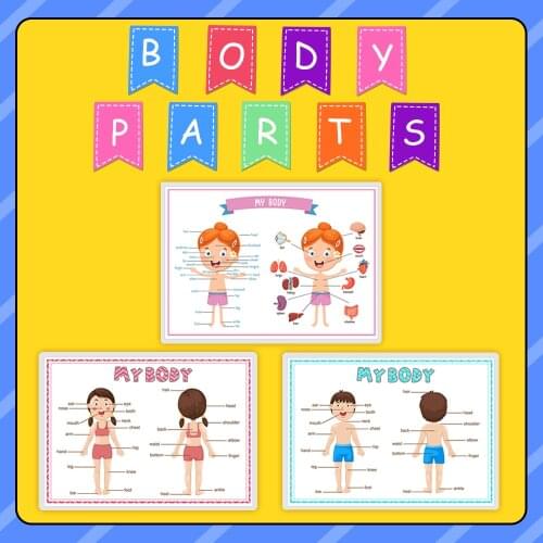 3 PCS Body Parts English Words Educational School Posters Classroom Decoration Supplies Organization Pre K Learning Cards