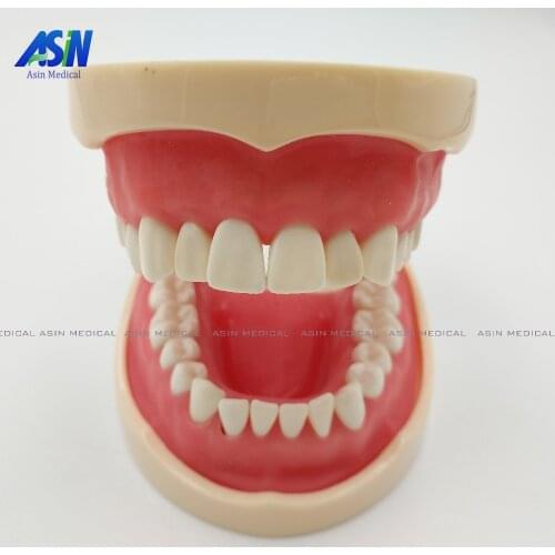 Good quality Standard tooth Model 28pcs Teeth Soft Gum Screw fixed DP Articulator children Dentist student learning mode