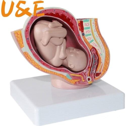 Small female pelvic pregnancy embryonic development anatomical model gynecology and obstetrics Medical display of uterus aids