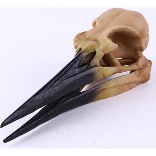 HeyMamba Resin Dinosaur Skeleton Model Statue Bird Skull Animal Research Teaching Personalized Home Decoration Sculpture