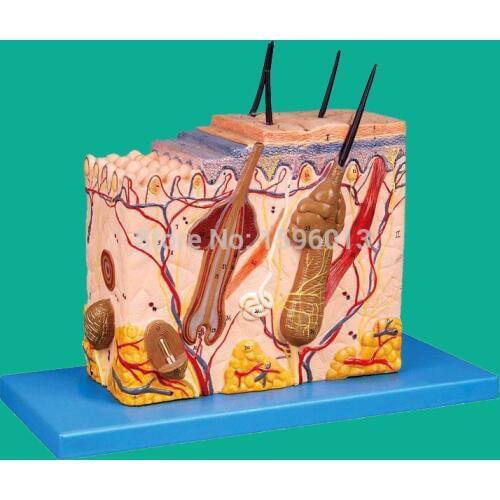 Skin Block Model 26 points displayed, Human Skin Anatomical Model,skin model