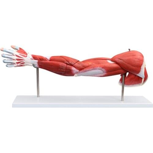 Human arm model medical anatomical arm with Muscle 7parts