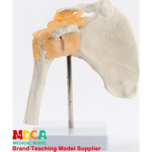 Functional shoulder bone model teaching medical joint scapular model medical teaching MGJ003