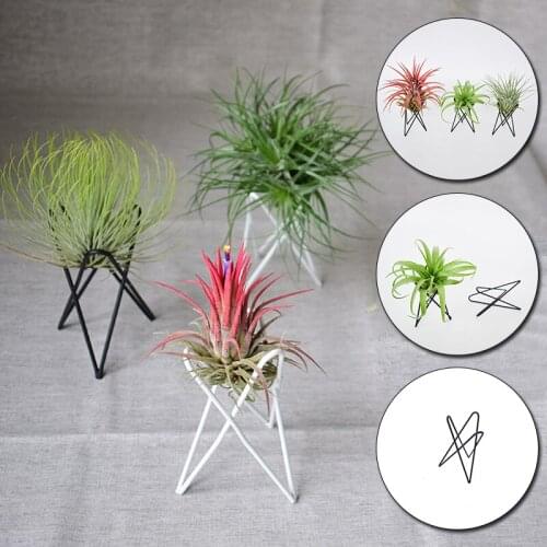 White/Black Bracket Air Pineapple Soilless Plants Creative Home Iron Indoor Bracket Desktop Purification Green Potted Plants