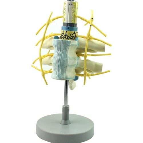 Vertebra with Spinal cord and spinal nerve Model enlargement