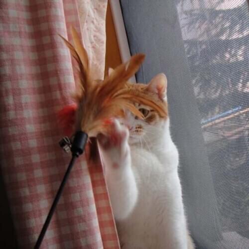 Feather Cat Play Toys Promotional Cats Play Stick Pet products Pet supplies&Accessories Cat Supplies&Products Online Pet Store