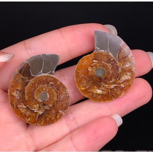 Natural Rainbow Split Ammonite Fossil Specimen Ammolite Ocean Animal Snail Conch Madagascar Original Specimen Mineral