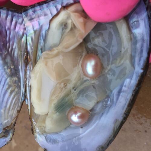 The Gift Of Nature! Natural Pearl Mussel Vacuum-pack Oyster With 7-8 MM Twins Pearls Inside 3 Colors Pearl Beads Mysterious Gift