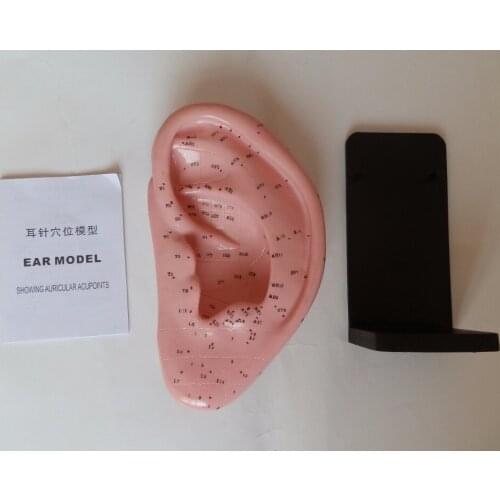 22cm standard acupuncture ear model marked in English ear acupuncture point model