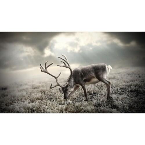 Home Decor Nature Deer Animals Silk Art Poster Wall Sicker Decoration Gift