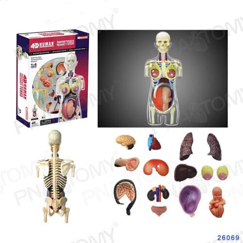 4D MASTER Human anatomy model of pregnant women; visceral organs of pregnant pelvic dolls for family planning