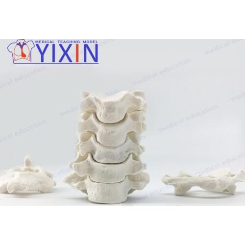 Human Anatomical Model Cervical Vertebra Model Scatter Bones forScience Classroom Study Display Teaching Medical Model