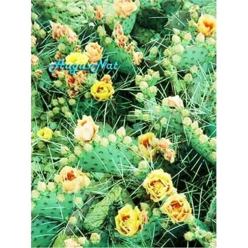 Cactus diamond painting cross stitch cacti wall art flower diamond dotz diamond drawing sticker blossom mosaic pasted picture