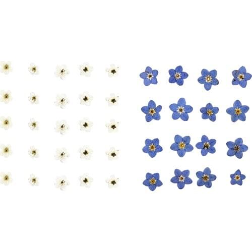 20 Pieces Mini Natural Dried Flowers Forget Me Not Floral Crafts for DIY Wedding Phone Case Decoration Resin Ornaments