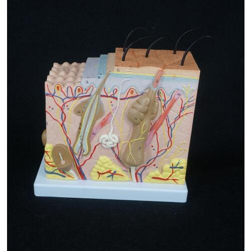 Anatomical Human Skin Block Model Medical Dermatology Dermatological Anatomy 50X Life Size in Three Dimensional Form