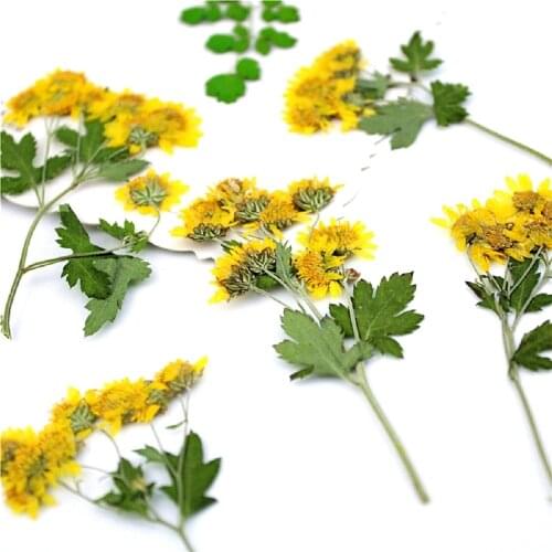 60pcs Pressed Dried Flower Dendranthema Indicum Plants Herbarium For Epoxy Resin Jewelry Making Frame Phone Case Craft DIY