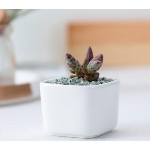 Creative Small White Flowerpot Porcelain Flower Ware Mini Small Square Ceramic Potted Meat Succulent Pot Vase Office Decor