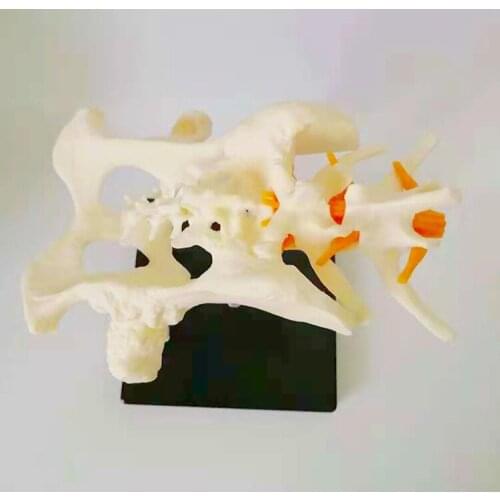 Animal Dog Skeleton Hip Joint Model of Osteoporosis Pet Veterinary Teaching Aids