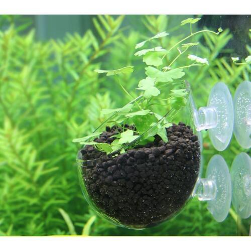 Mini Aquarium Fish Tank Live Plant Cup Landscape Plants Cultivation Basin Cup Water Feeding Basin Decorations Ornaments