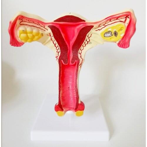Pathology Ovary Model The Model of Uterus The Genital Anatomy The Family Planning Medical Anatomy Model with Numbers 18X15X25CM