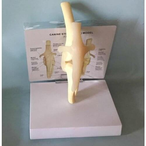 Dog Knee Joint Model Dog Skeleton Canine Skeleton Canine joint Teaching