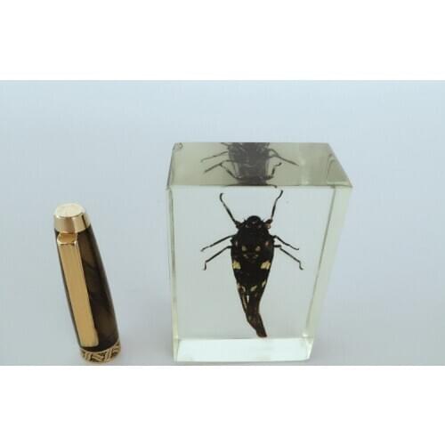 Insect Embedding Specimens Real Cicadas Specimen Models Transparent Resin Insect Specimen Biological Anatomy Teaching Aids